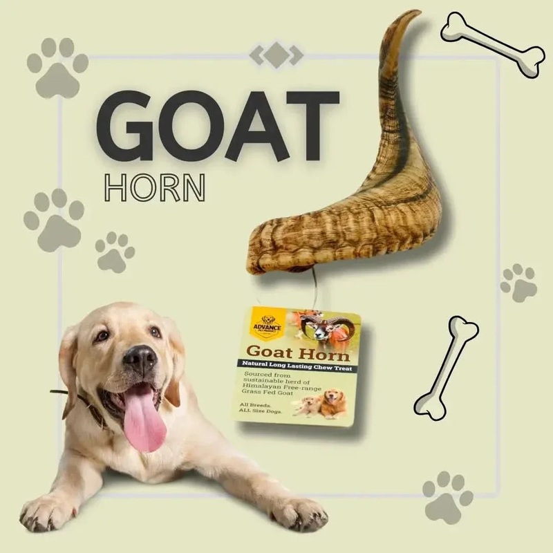 Goat Horns Natural Chew Packed with Health Benefits