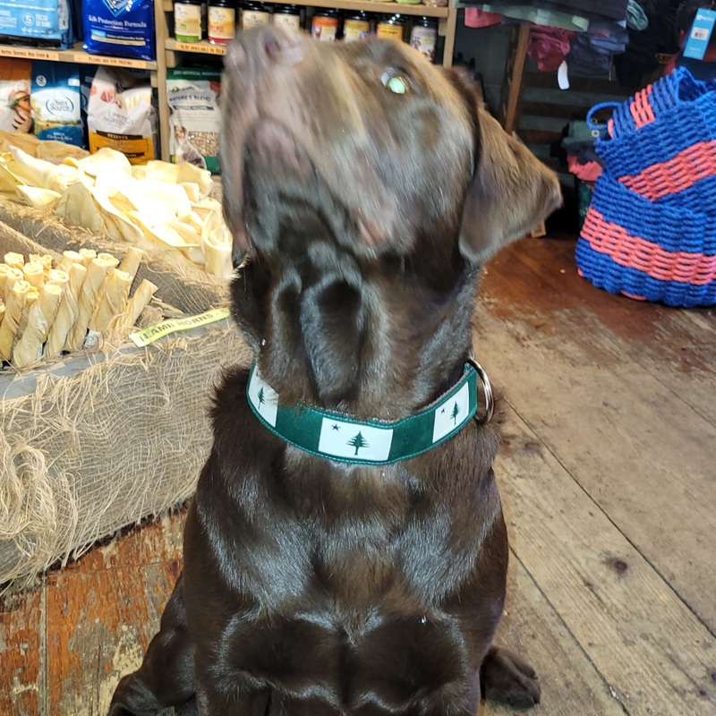 1 Ribbon Dog Collar  1820/1901 Maine Flag, Green Small