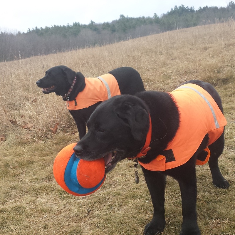 Blaze Orange Dog Visibility Vest X-Small