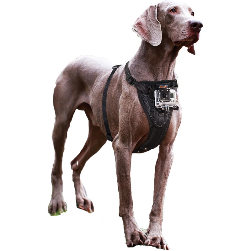 Camera Mount Dog Harness Medium