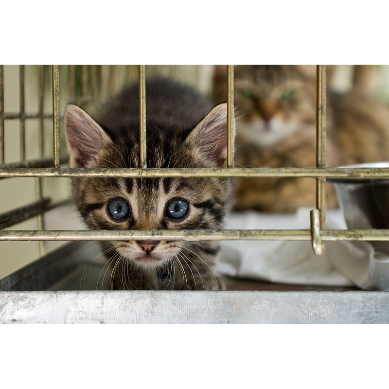 Donate Meals for Shelter and Rescue Cats in Need